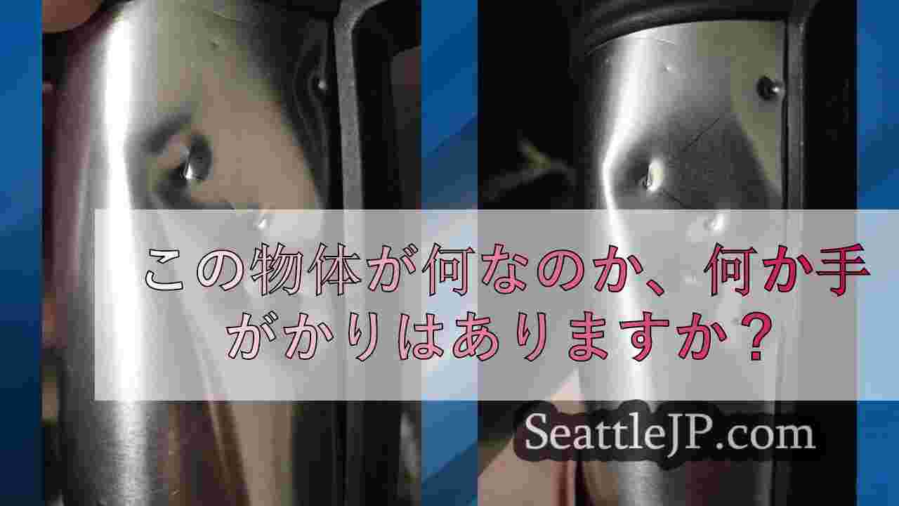 私が見つけたもの この面白いものは何？
