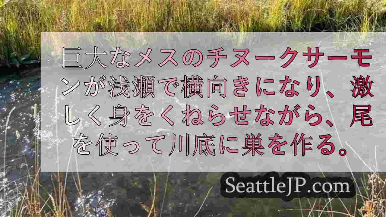 シアトルニュース SeattleJP