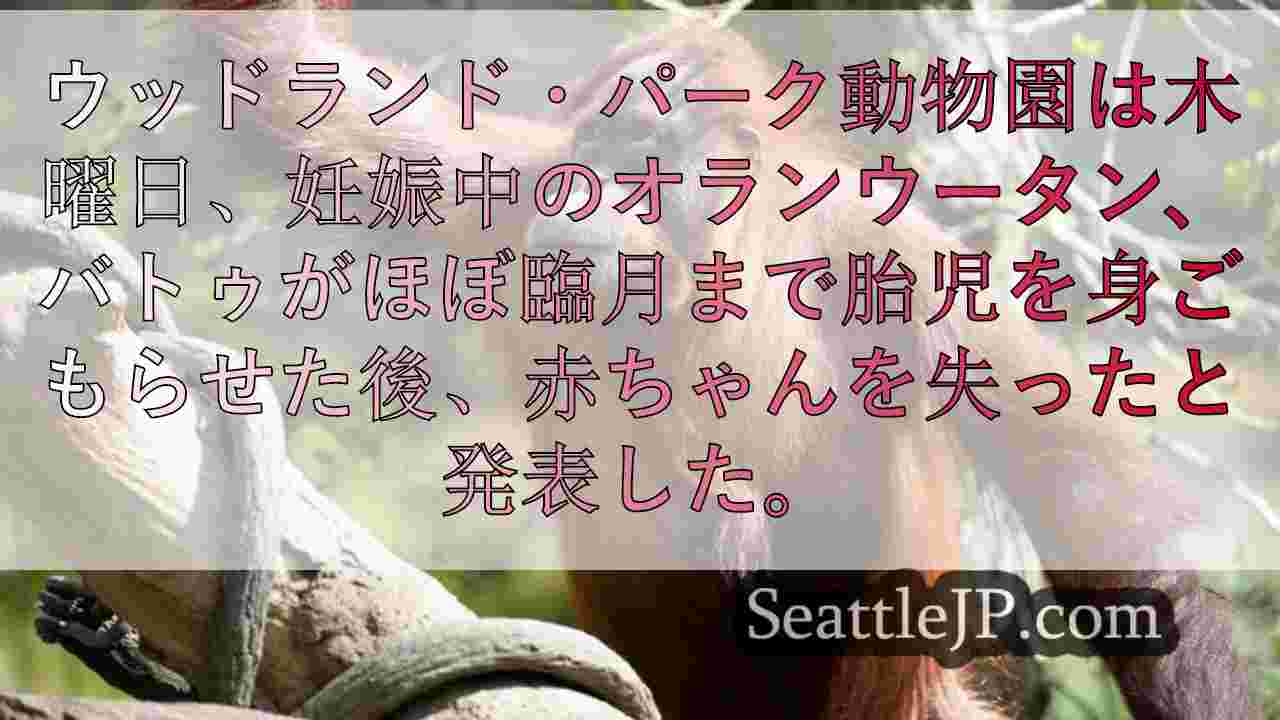 ウッドランド・パーク動物園、オランウータンの赤ちゃんを失ったことを悼む