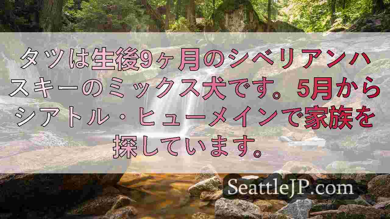 シアトルニュース SeattleJP