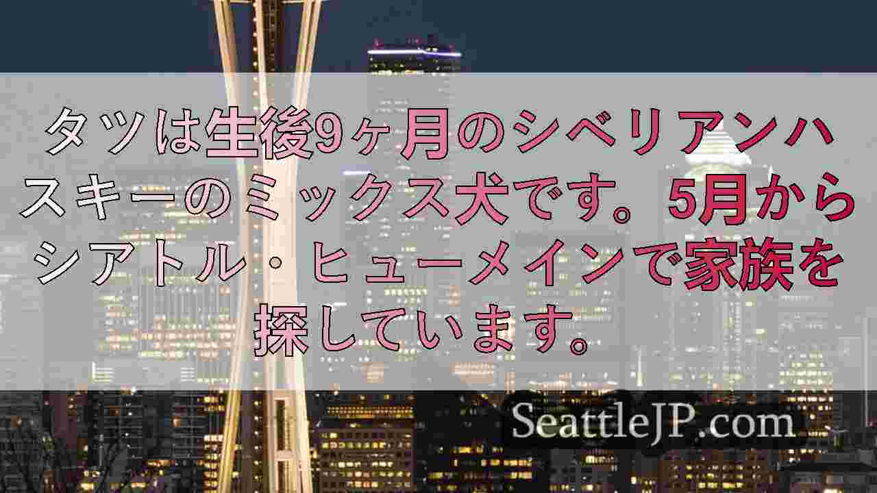 シアトルニュース SeattleJP