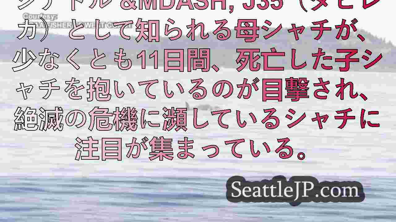 シアトルニュース SeattleJP