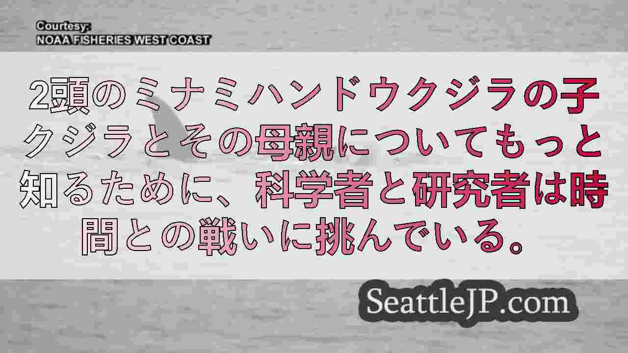 シアトルニュース SeattleJP