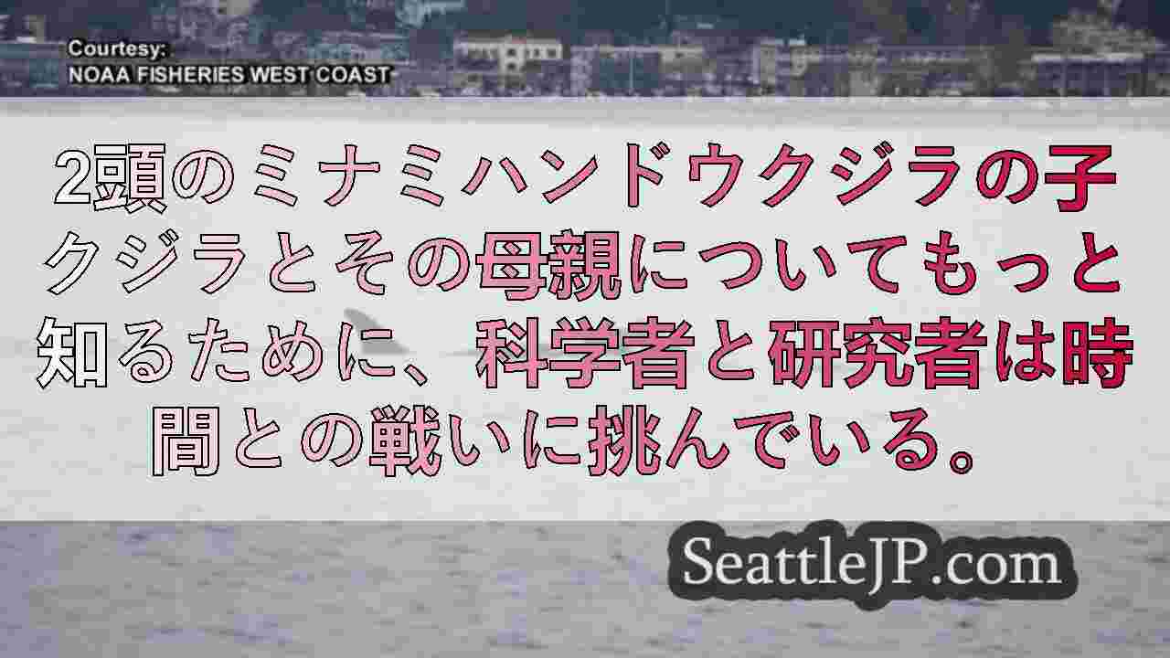 シアトルニュース SeattleJP