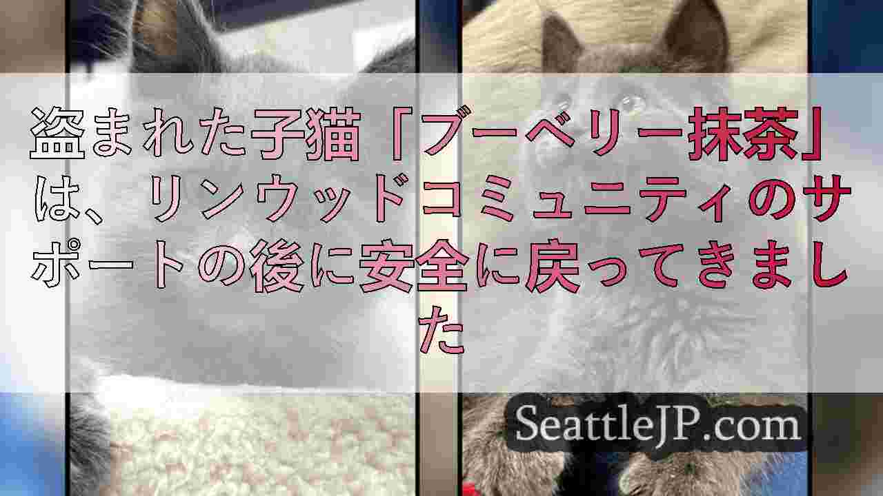 盗まれた子猫「ブーベリー抹茶」は、リンウッドコミュニティのサポートの後に安全に戻