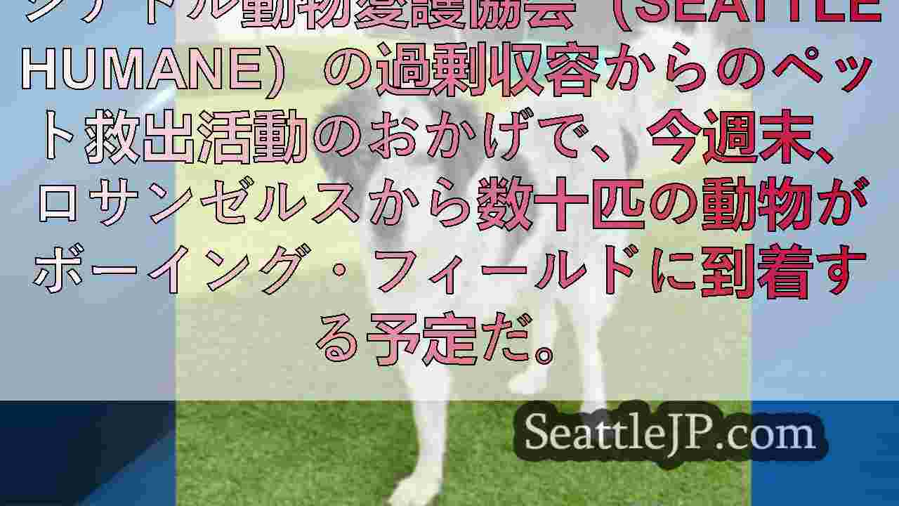 シアトルニュース SeattleJP