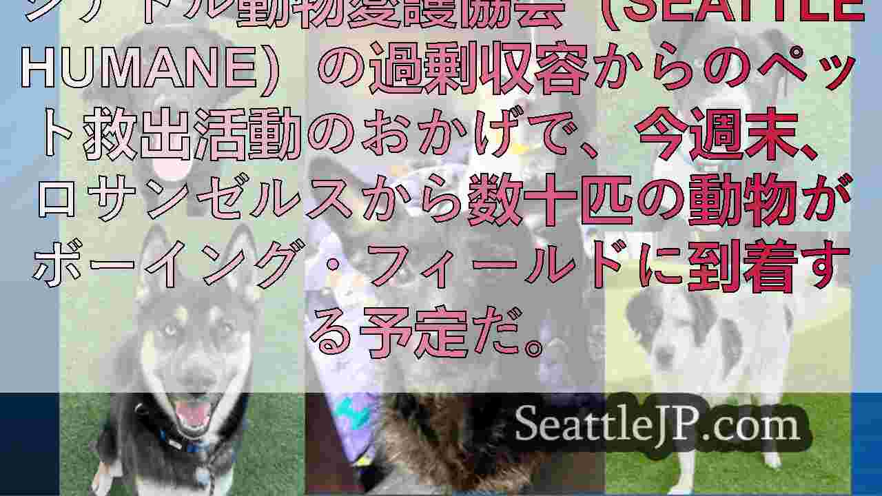 ロサンゼルスの山火事で避難した60匹以上の動物が、救助便でシアトルに避難