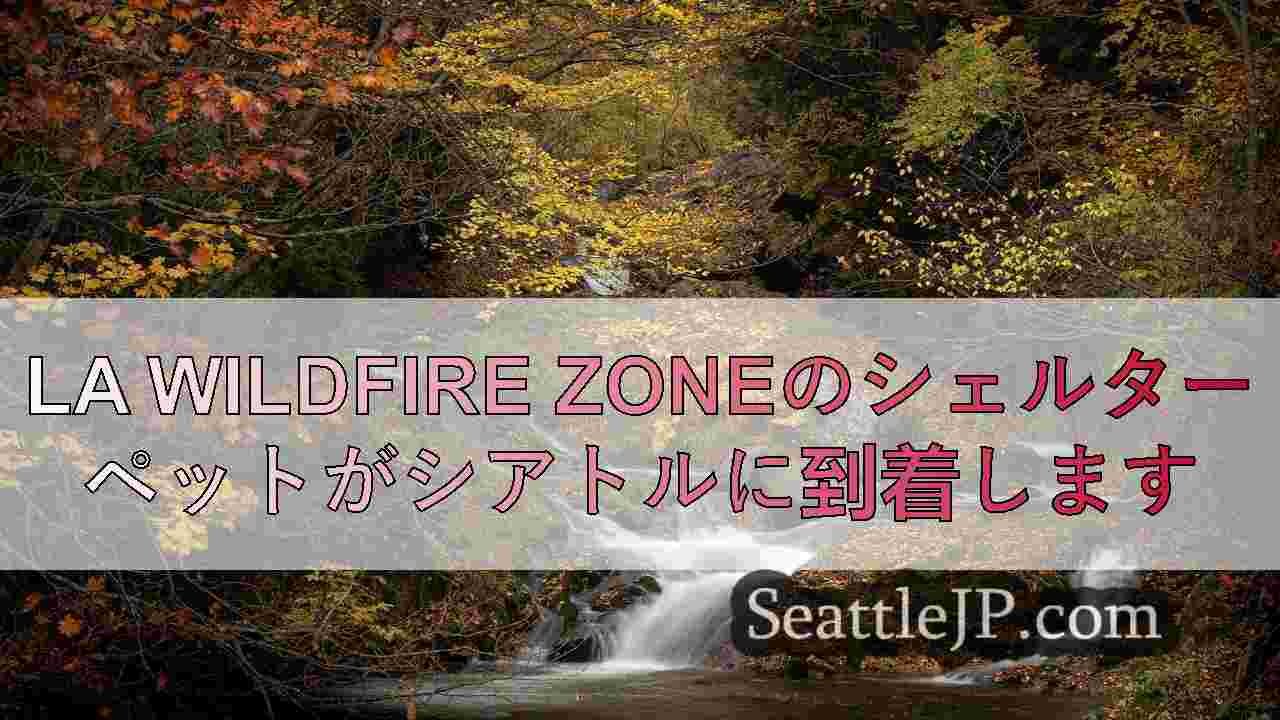 LA Wildfire Zoneのシェルターペットがシアトルに到着します