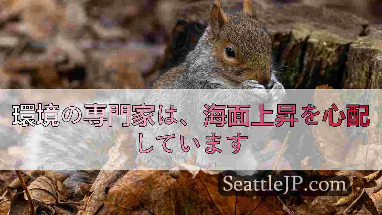 シアトルニュース SeattleJP