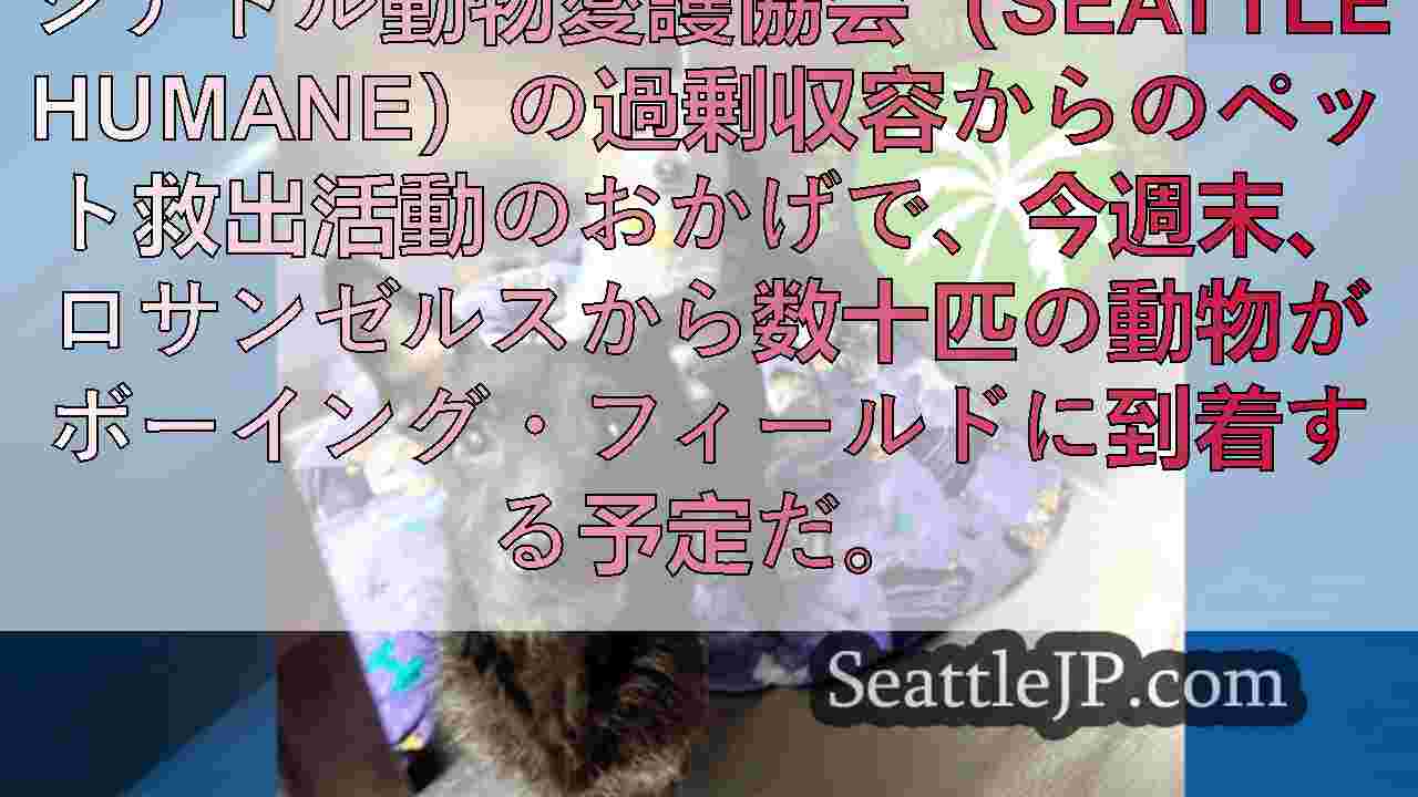 シアトルニュース SeattleJP