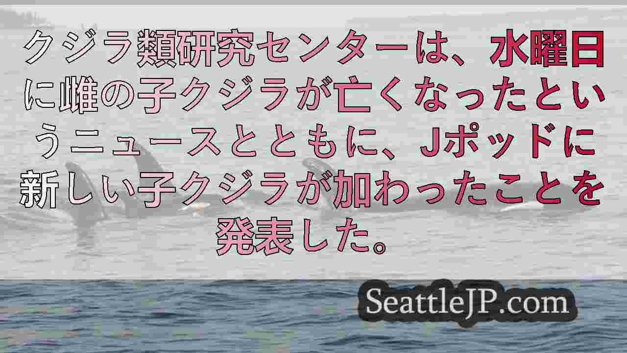 クジラ類研究センター、新たなJポッドシャチの誕生と雌の子シャチJ61の死亡を確認