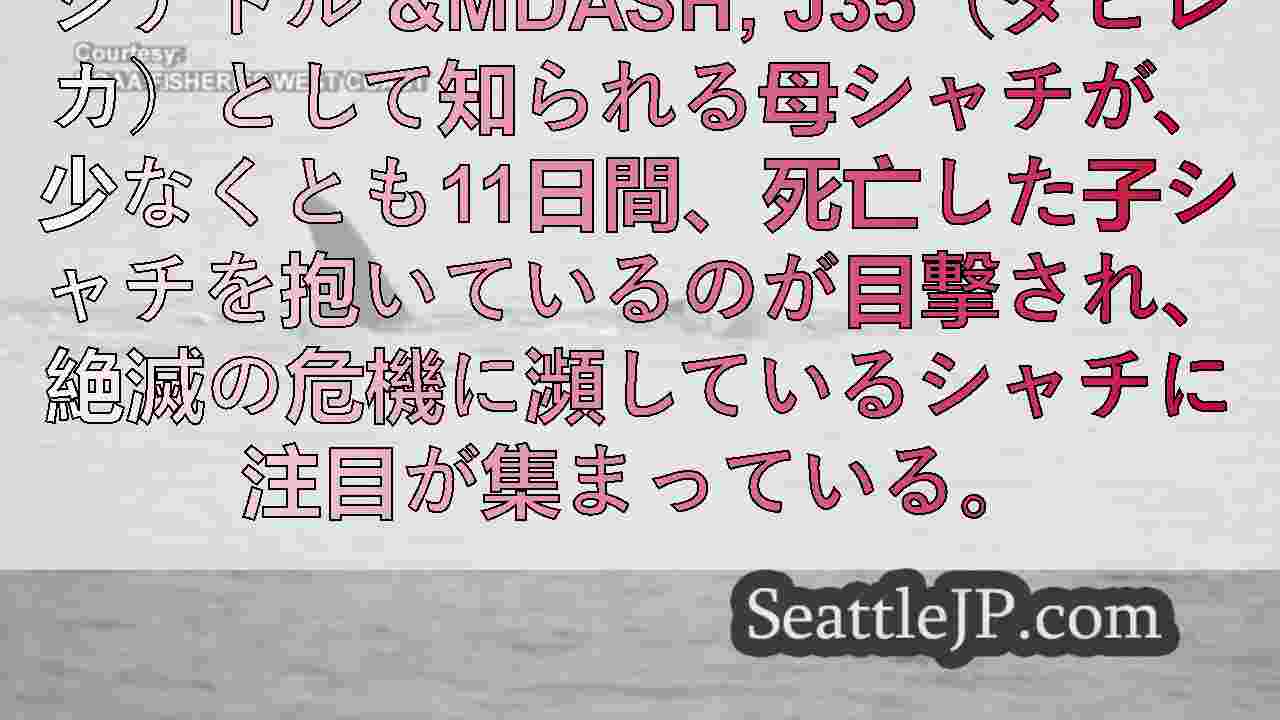 シアトルニュース SeattleJP