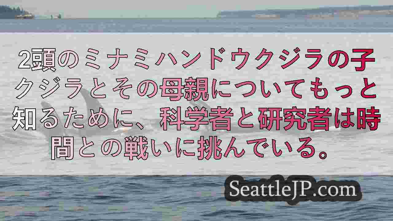 画期的な調査努力にもかかわらず、ミナミハンドウイルカは不確かな未来に直面している