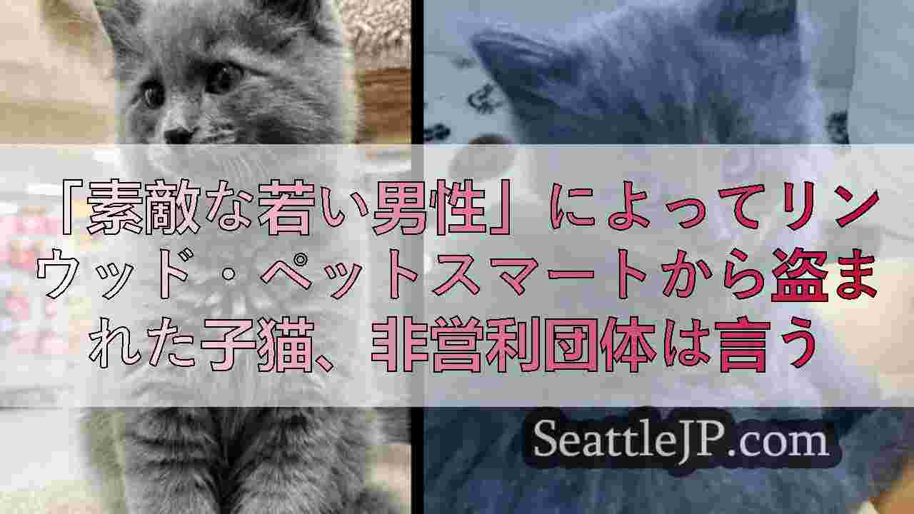 「素敵な若い男性」によってリンウッド・ペットスマートから盗まれた子猫、非営利団体
