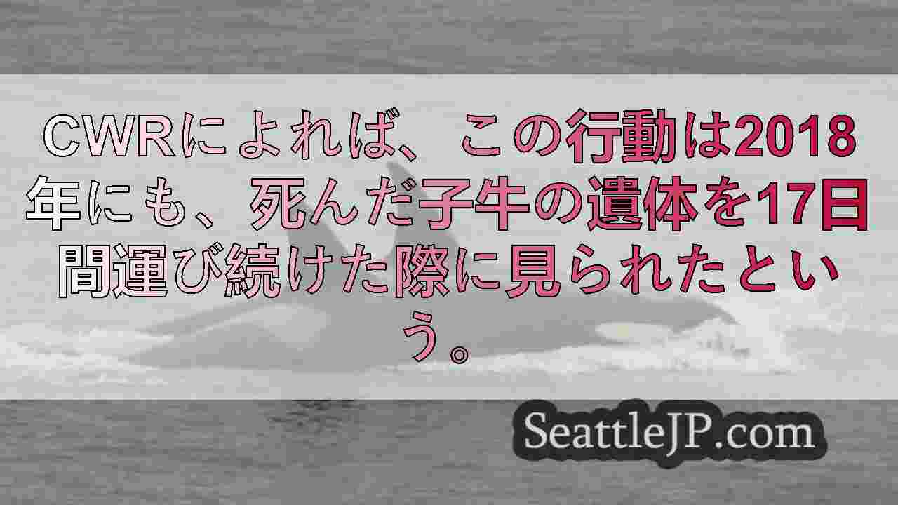 鯨類研究センターがJ61の死亡を確認、タヒチは新たな子クジラの死を悼む