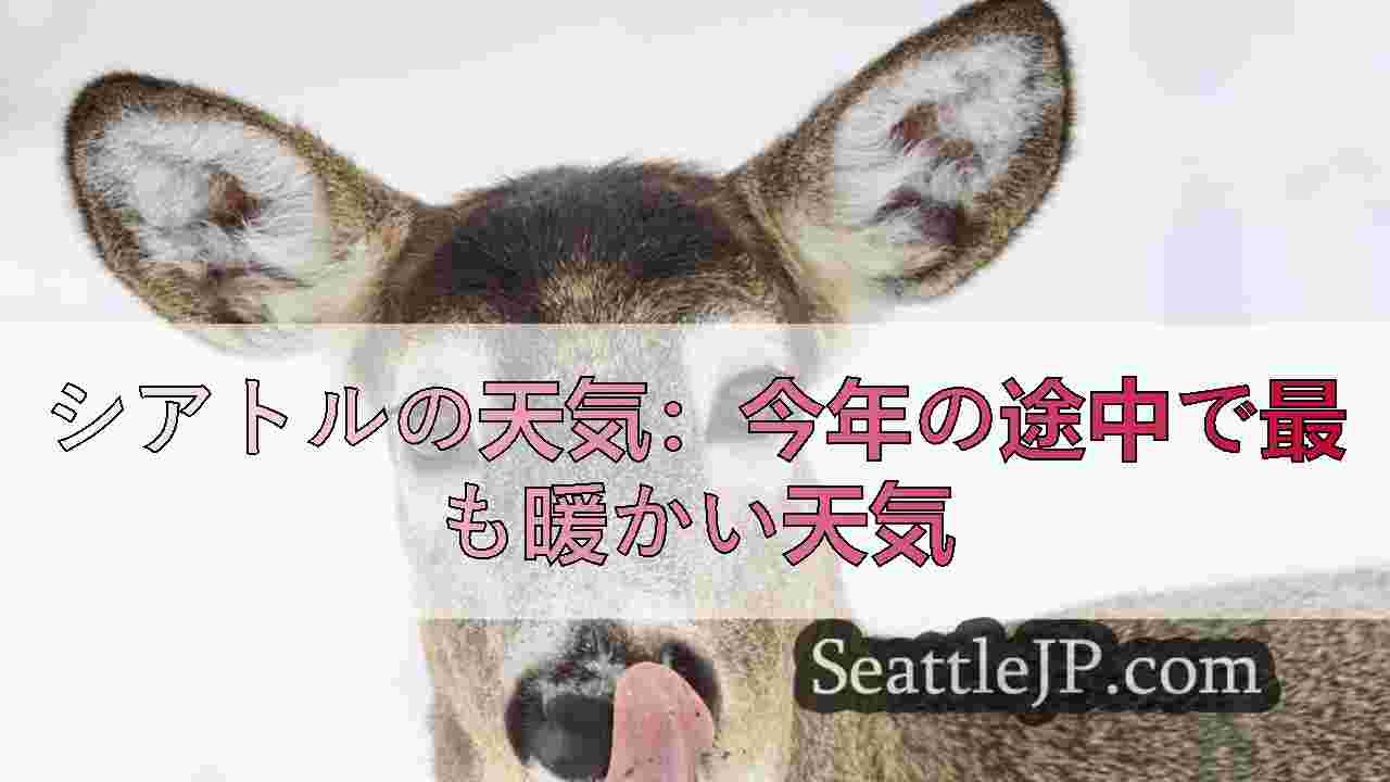 シアトルニュース SeattleJP