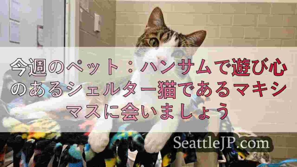 今週のペット：ハンサムで遊び心のあるシェルター猫であるマキシマスに会いましょう