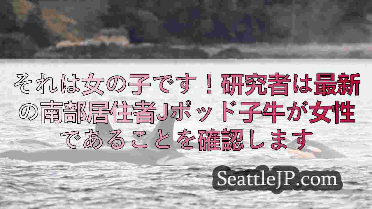 それは女の子です！研究者は最新の南部居住者Jポッド子牛が女性であることを確認しま