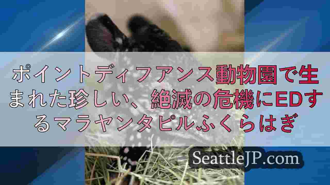 ポイントディフアンス動物園で生まれた珍しい、絶滅の危機にedするマラヤンタピルふ