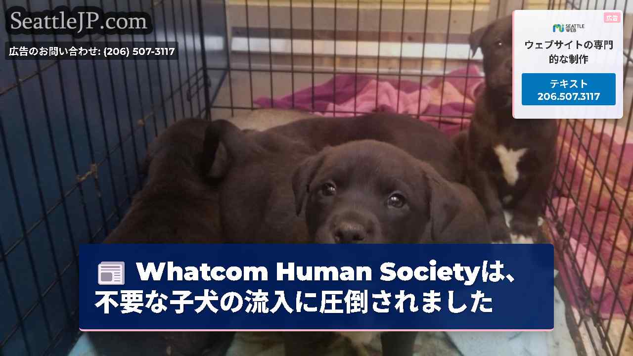 Whatcom Human Societyは、不要な子犬の流入に圧倒されました