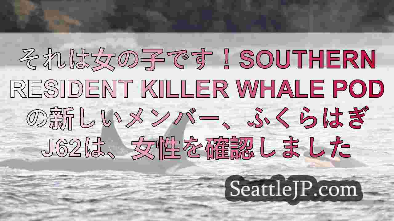 それは女の子です！Southern Resident Killer Whale