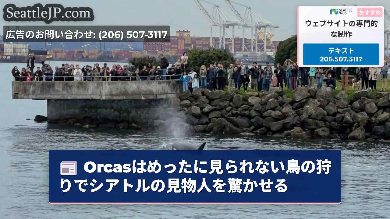 Orcasはめったに見られない鳥の狩りでシアトルの見物人を驚かせる