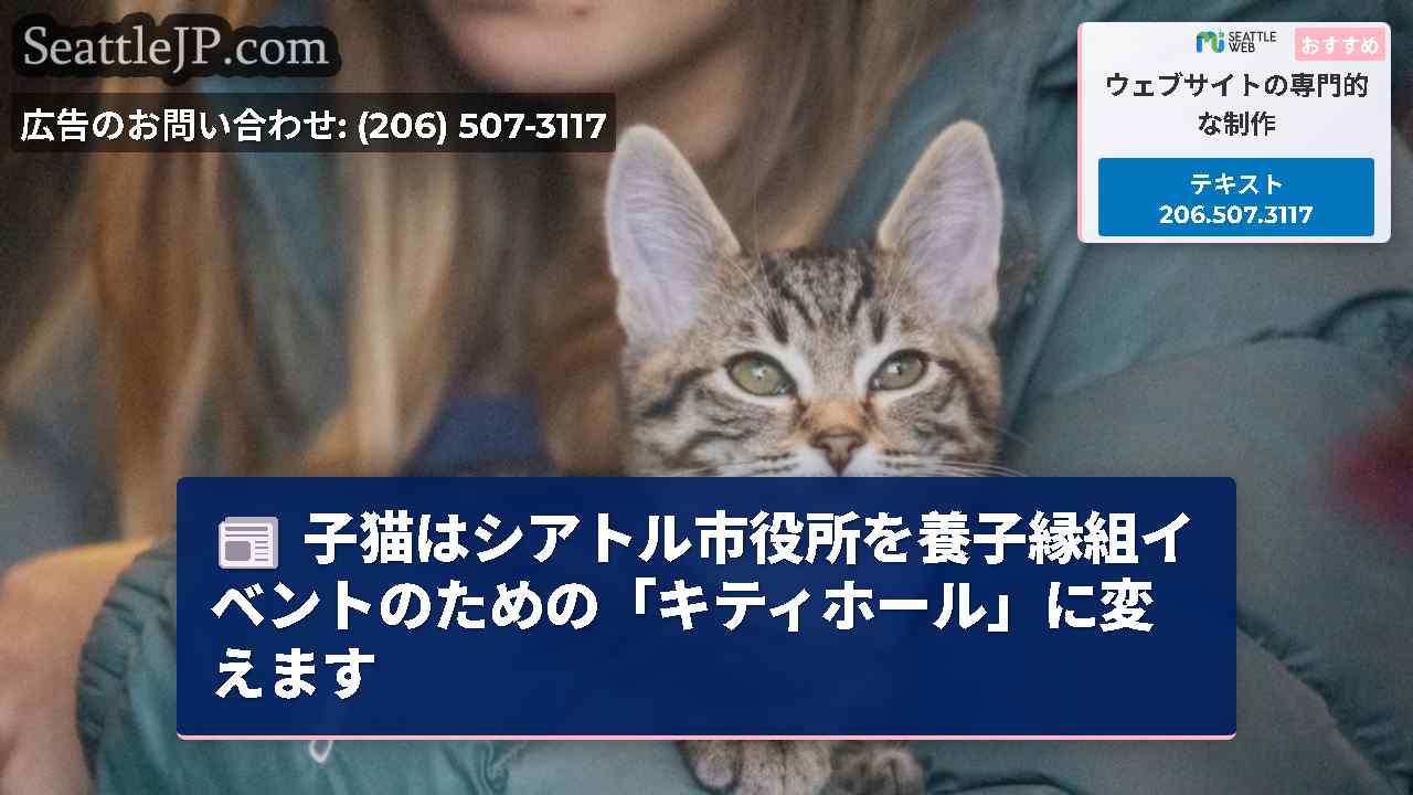 子猫はシアトル市役所を養子縁組イベントのための「キティホール」に変えます