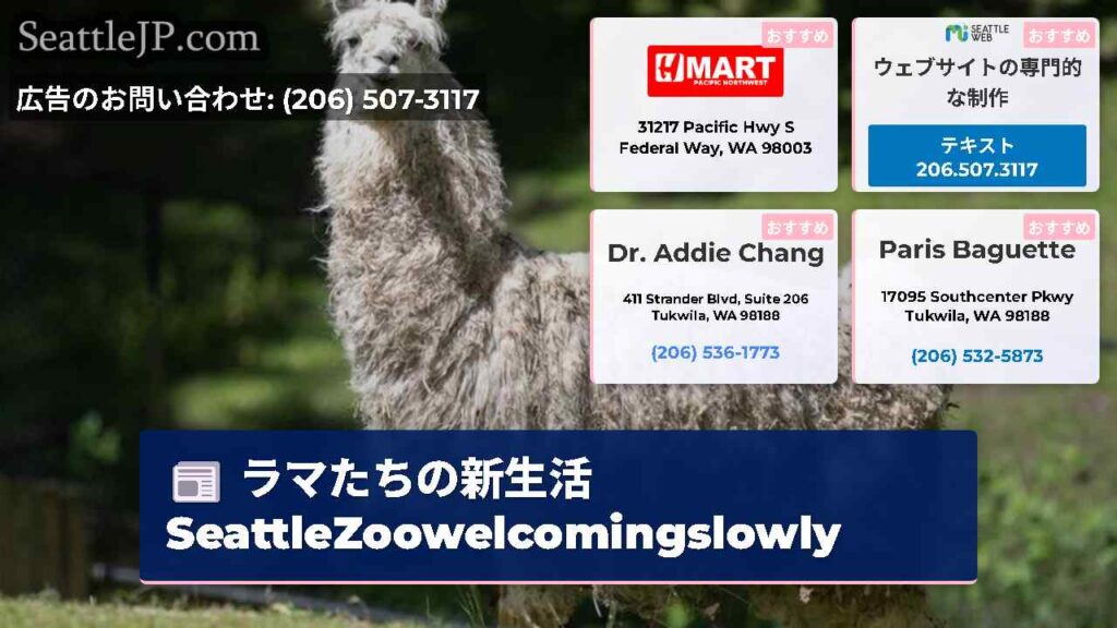 ラマたちの新生活SeattleZoowelcomingslowly