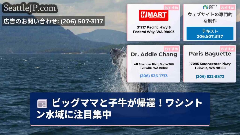 ビッグママと子牛が帰還！ワシントン水域に注目集中