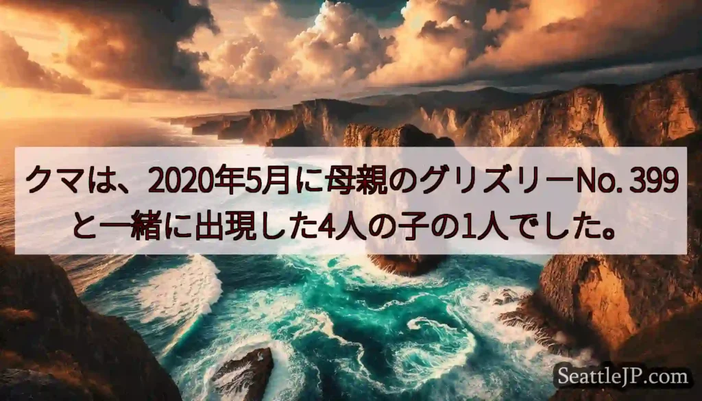クマは、2020年5月に母親のグリズリーNo. 399と一緒に出現した4人の子の1人でした。