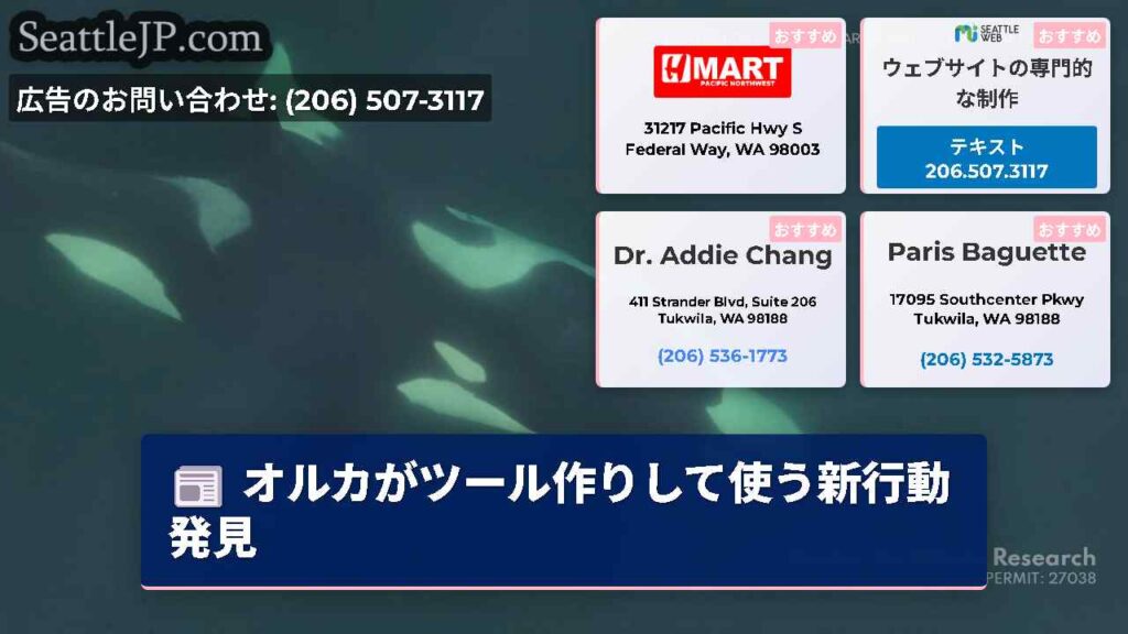 オルカがツール作りして使う新行動発見