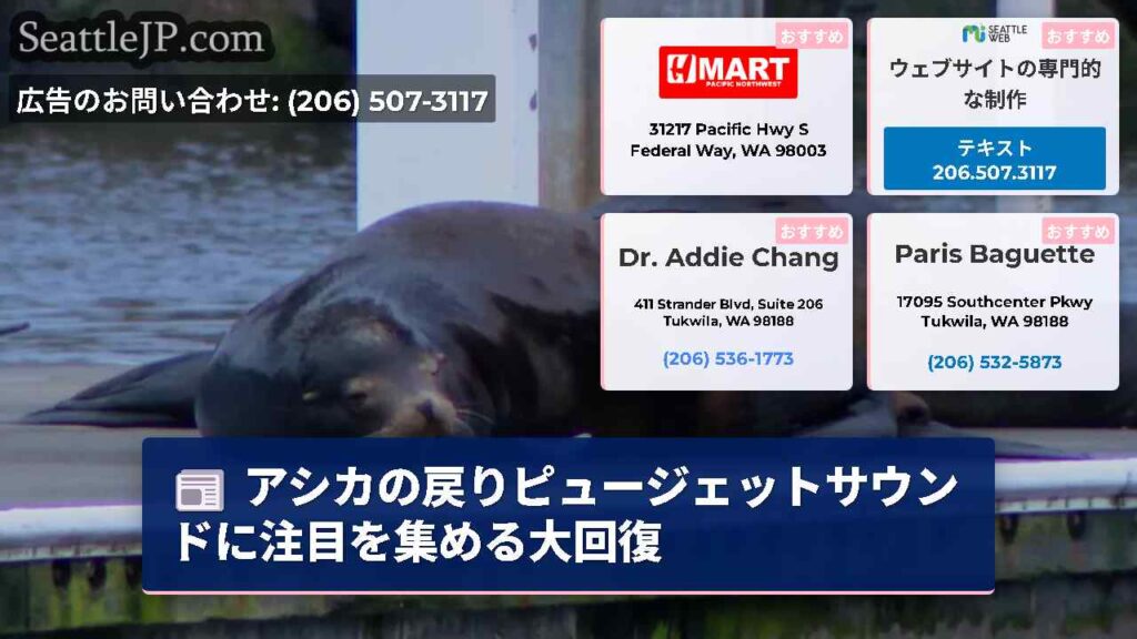 アシカの戻りピュージェットサウンドに注目を集める大回復