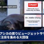 アシカの戻りピュージェットサウンドに注目を集める大回復