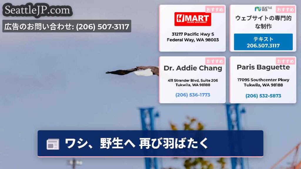 ワシ、野生へ 再び羽ばたく