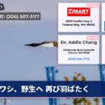 ワシ、野生へ 再び羽ばたく