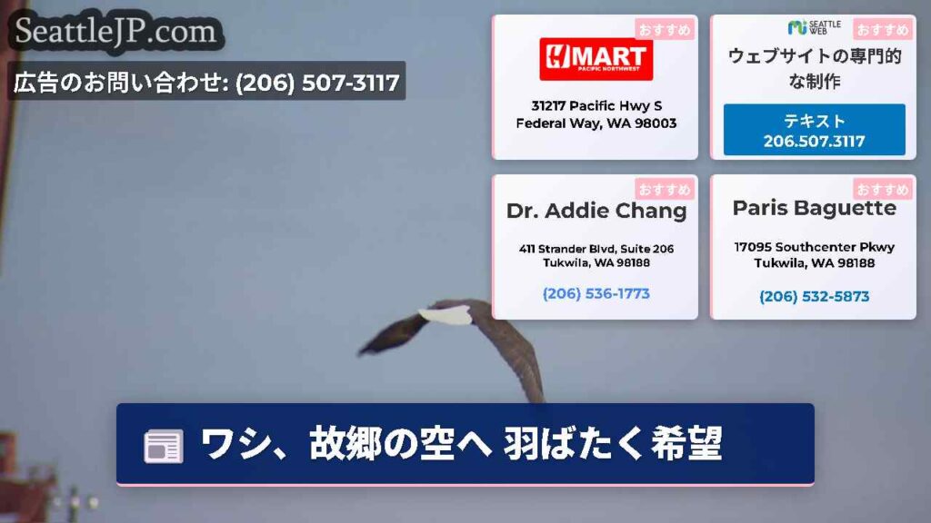 ワシ、故郷の空へ 羽ばたく希望