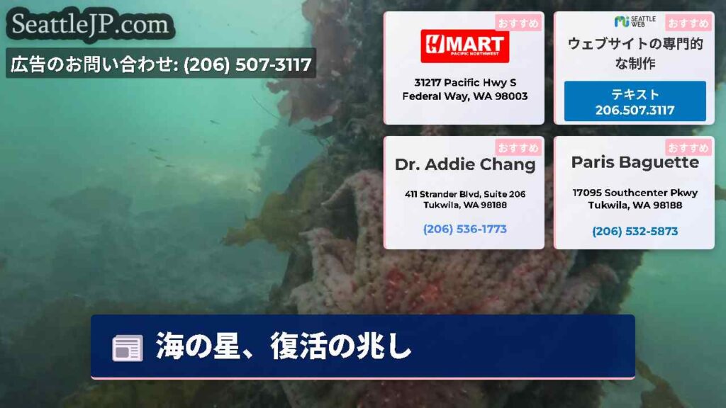 海の星、復活の兆し