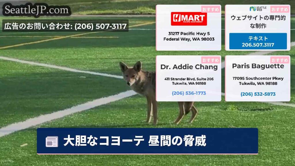 大胆なコヨーテ 昼間の脅威