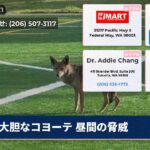 大胆なコヨーテ 昼間の脅威