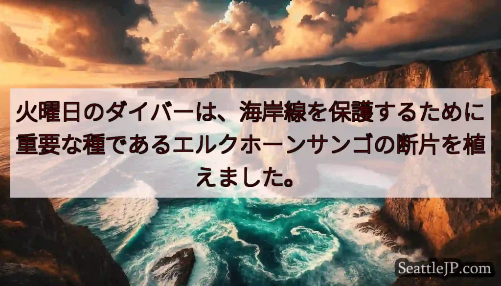 火曜日のダイバーは、海岸線を保護するために重要な種であるエルクホーンサンゴの断片を植えました。