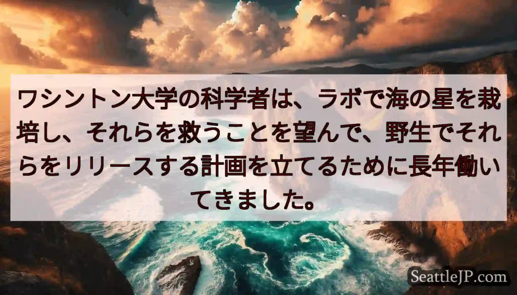ワシントン大学の科学者は、ラボで海の星を栽培し、それらを救うことを望んで、野生でそれらをリリースする