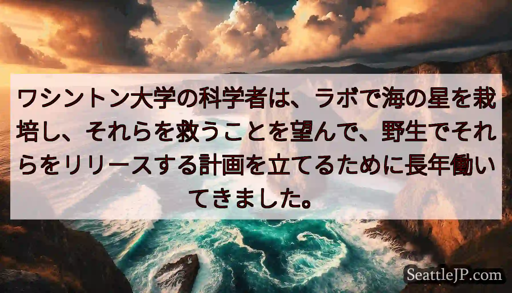 ワシントン大学の科学者は、ラボで海の星を栽培し、それらを救うことを望んで、野生でそれらをリリースする