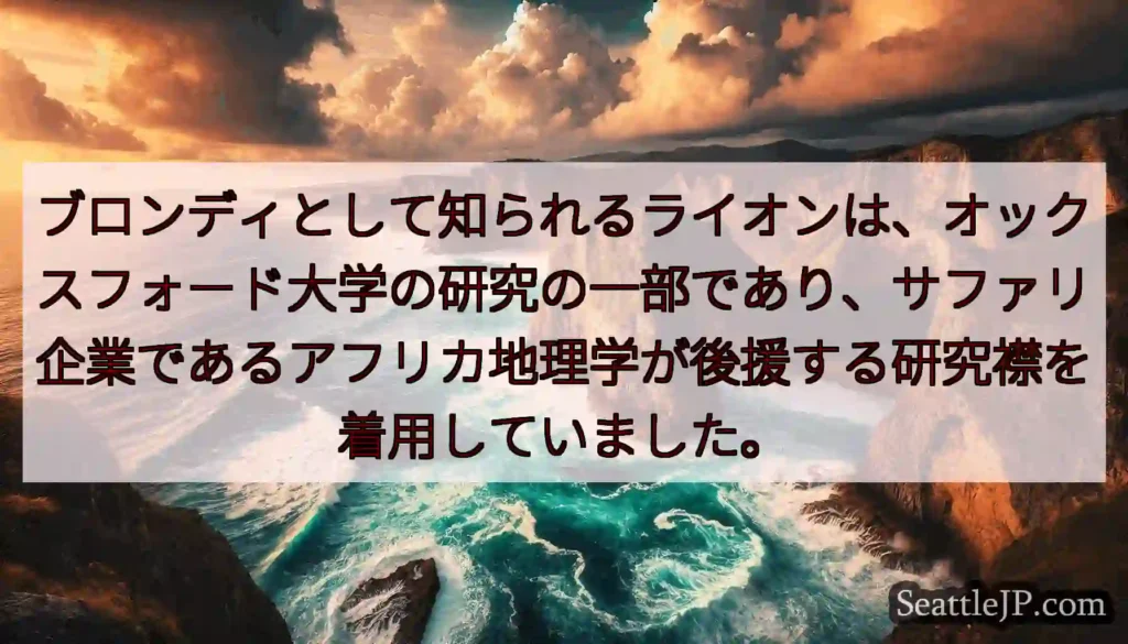 ブロンディとして知られるライオンは、オックスフォード大学の研究の一部であり、サファリ企業であるアフリ