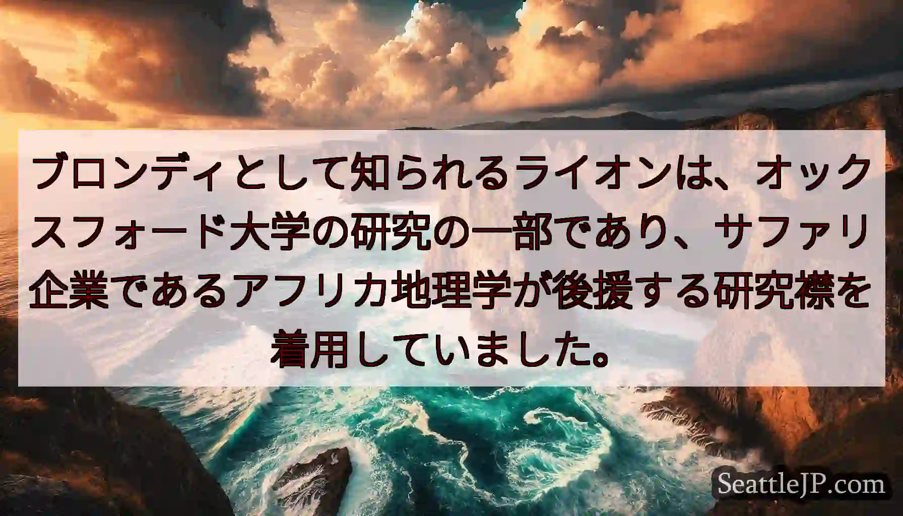 ブロンディとして知られるライオンは、オックスフォード大学の研究の一部であり、サファリ企業であるアフリ
