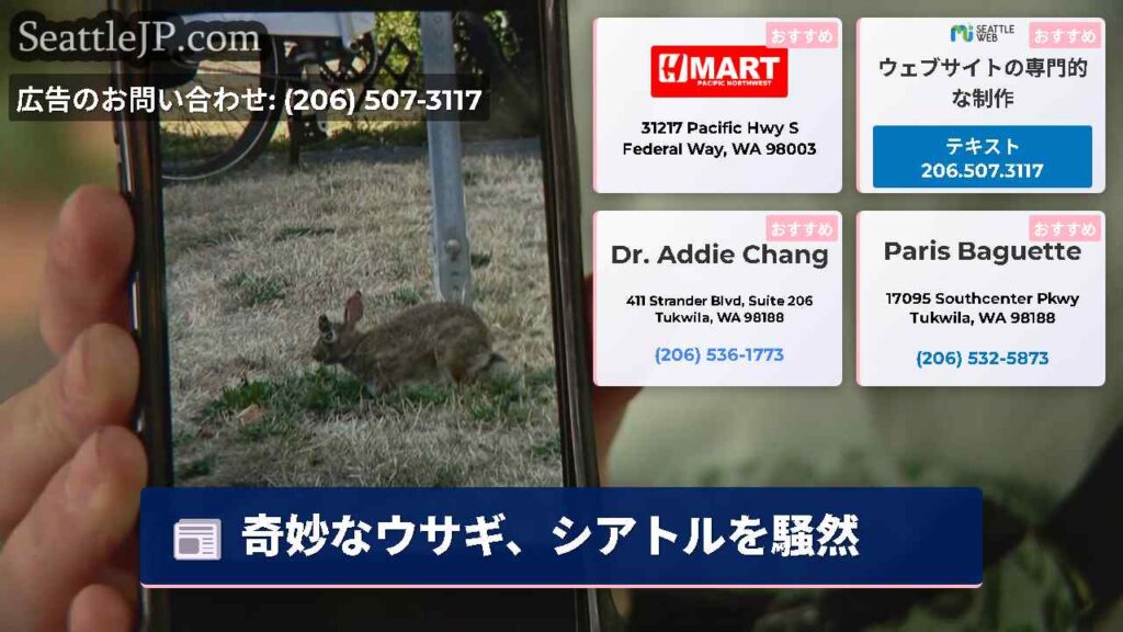奇妙なウサギ、シアトルを騒然