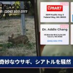 奇妙なウサギ、シアトルを騒然
