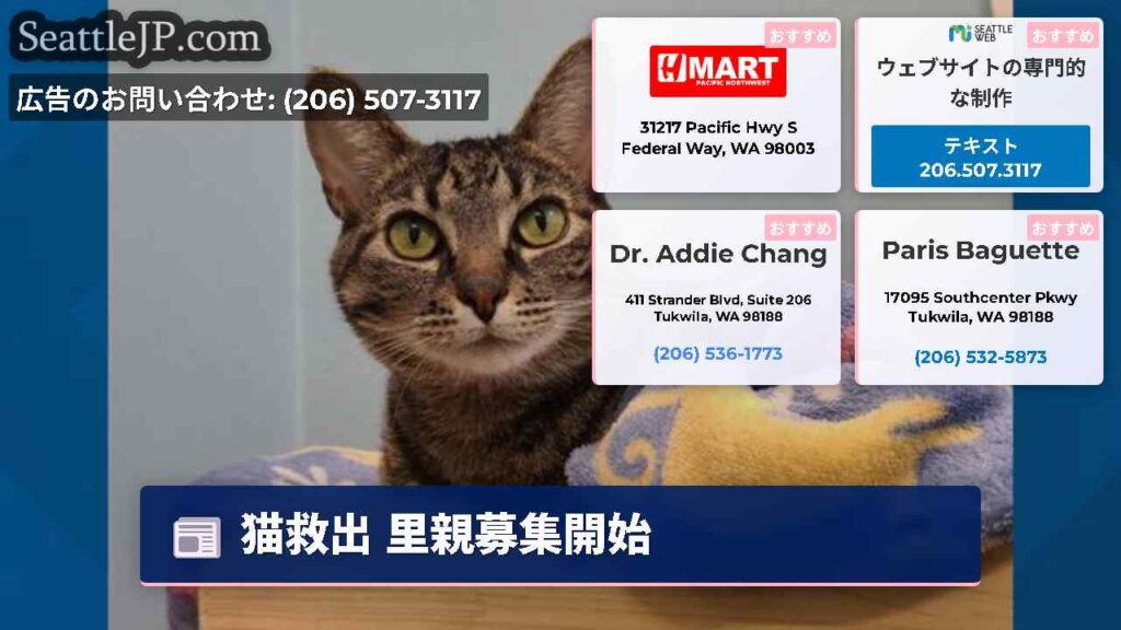 猫救出 里親募集開始