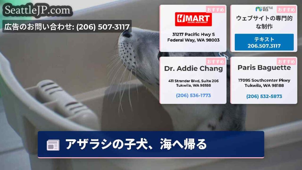 アザラシの子犬、海へ帰る