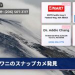 ワニのスナップカメ発見