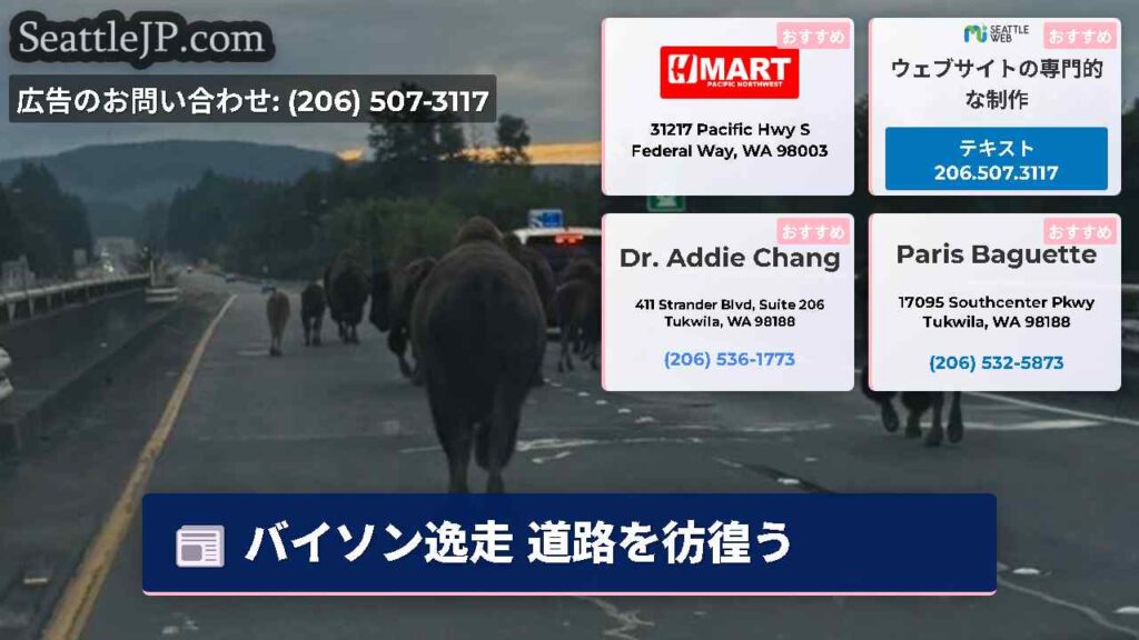 バイソン逸走 道路を彷徨う